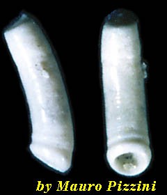 ミジンギリギリツツ類54 Caecum chipolanum small