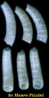 ミジンギリギリツツ類58 Caecum bipartitum small