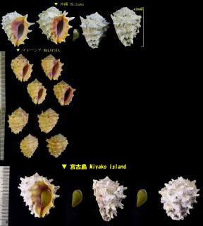 アカイガレイシ Drupa rubusidaeus small