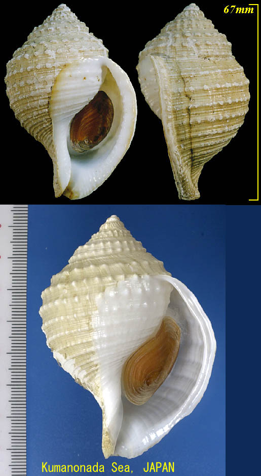 貝殻標本　カブトボラ（蓋つき）