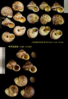 ミヤコヤマタニシ 宮古山田螺 Cyclophorus turgidus miyakoensis