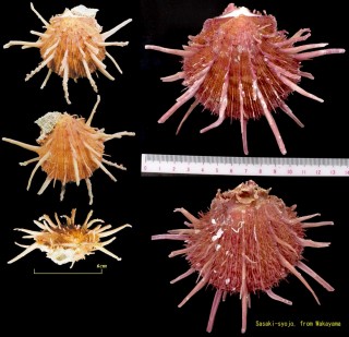 ショウジョウガイ 猩々貝 Spondylus regius small