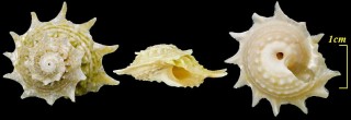 フロリダアザミガイ Astraea phoebia small