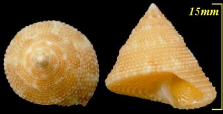 アデリアエビス Calliostoma adelae small
