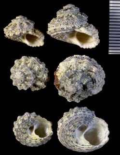 アラボリシタダミ Gibbula declivis small