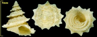 ヒメマキアゲエビスの仲間 Perrinia stellata small