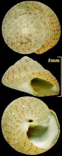 ベニモンクルマチグサ (アヤシタダミ) Gibbula rarilineata small