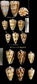 カラクサイモ 唐草芋 Conus caracteristicus