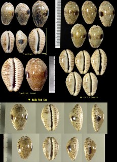 エジプトダカラ Erosaria nebrites
