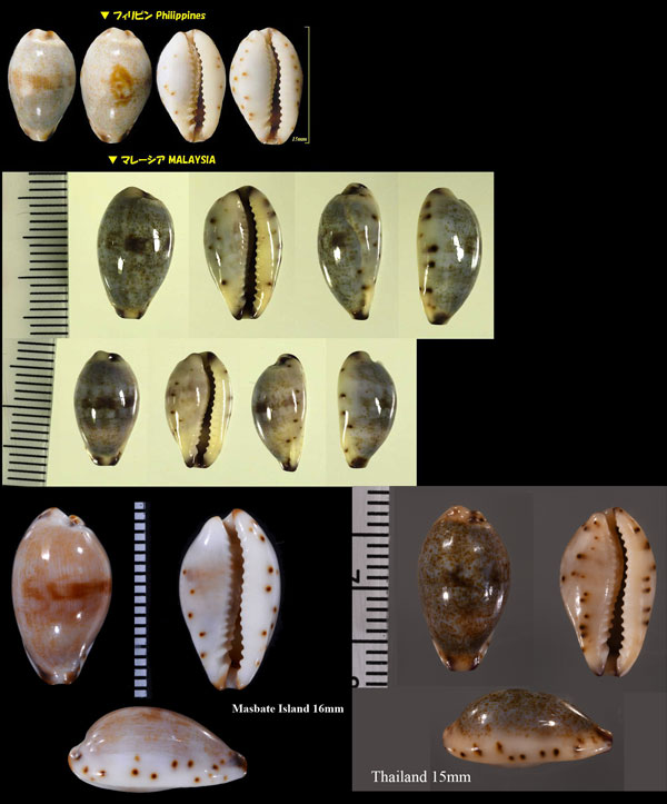 ホンメダカラ Purpuradusta gracilis gracilis small
