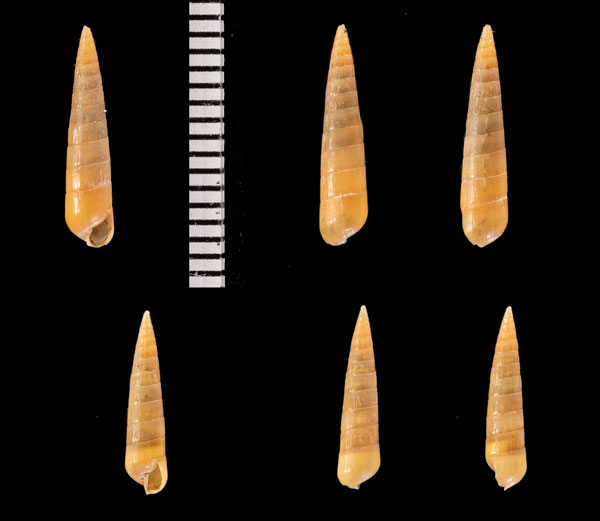 ヌノメホソクチキレ Iphiana r010421 small