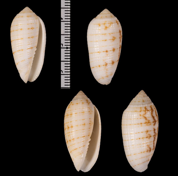 ヒメイモフデ Pterygia r010424 small