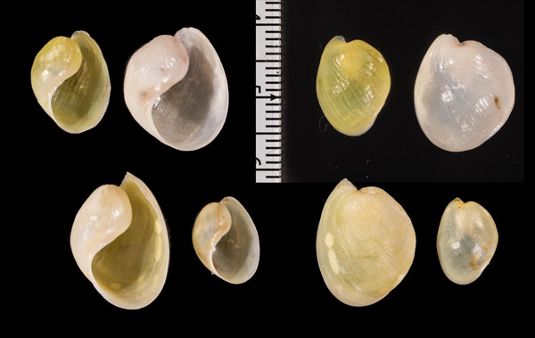 アルフレッドブドウガイ (仮称) Haminoea r010425 small