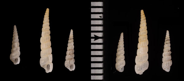 ハリチョウジガイ 針丁字貝 Turbonilla r010429 small