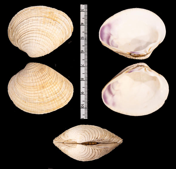 カリフォルニアカノコアサリ (仮称) Chione r010430 small