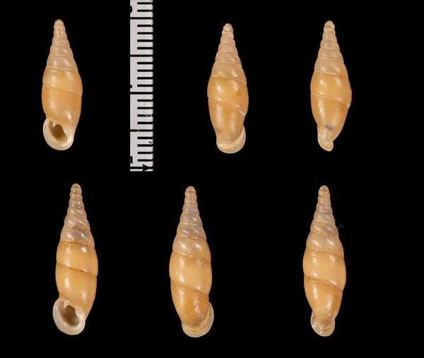 フクレバベツムガタギセル (仮称) Selenophaedusa r010431 small