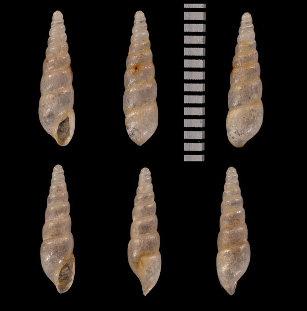 ヤナギシボリクチキレ (仮称) Opeas r010432 small