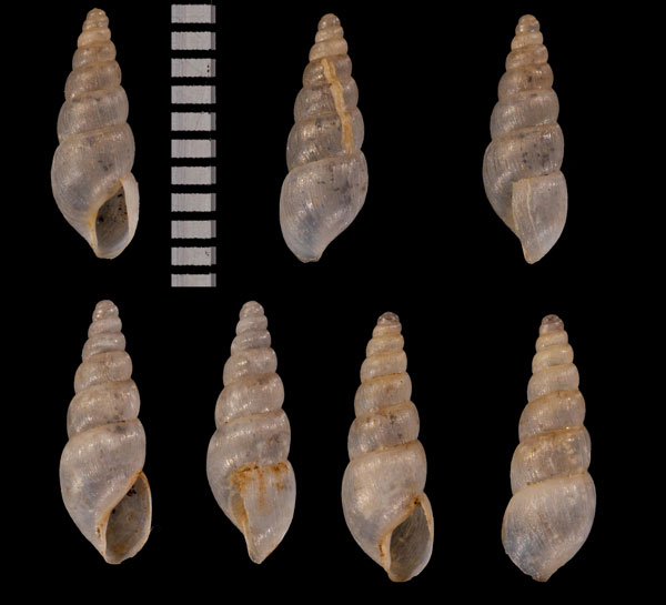 ジュソームオカチョウジガイ (仮称) Curvella r010433 small