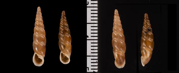 リプラギセル (仮称) Phaedusa r010438 small