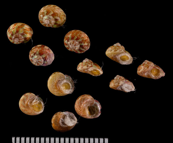 ヘンゲイナズマチグサ 未詳 Gibbula r010440 small