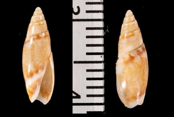 オオムシボタル Olivella r010441 small