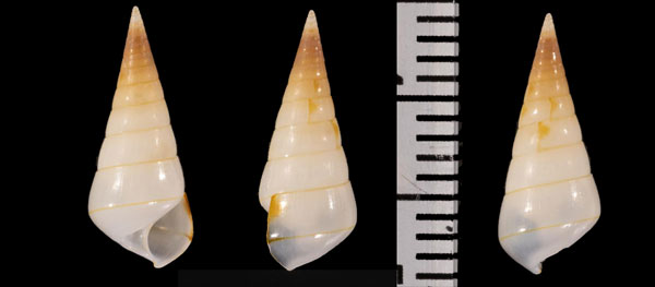 ヘソアキゴウナ Niso r010443 small