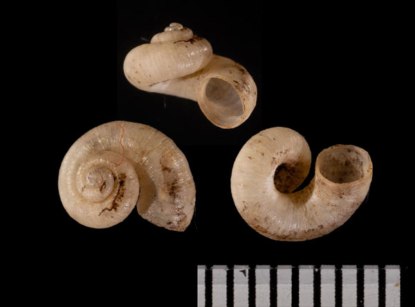 モリカンディイトカケヤマタニシ (仮称) Cyclopomops r010446 small