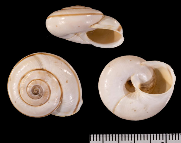 バルデンスヒトスジヒラバマイマイ (仮称) Chilostoma r010447 small