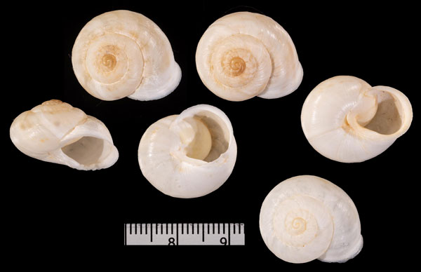 ウェーバーカサマイマイ (仮称) Rossmaessleria r010448 small
