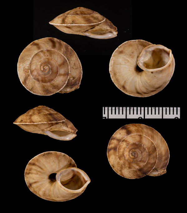 アンドラヒラバマイマイ (仮称) Helicigona r010449 small