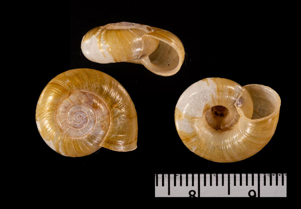 オオベソイオウマイマイ Haplotrema r010450 small
