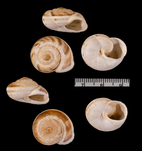 パウラウェーバーカサマイマイ (仮称) Rossmaessleria r010452 small