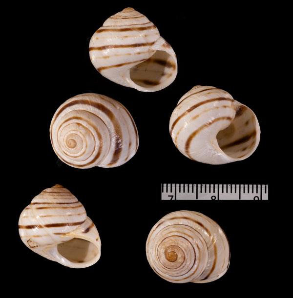 タマカサマイマイ (仮称) Rossmaessleria r010455 small