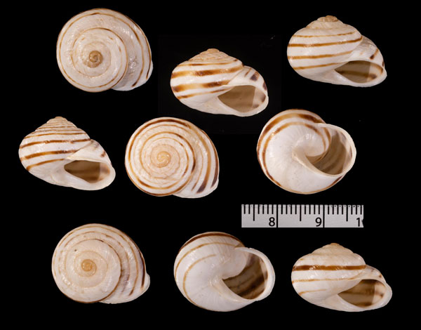 ガリンドカサマイマイ (仮称) Rossmaessleria r010456 small