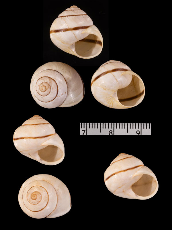 ヒトスジタマカサマイマイ (仮称) Rossmaessleria r010457 small