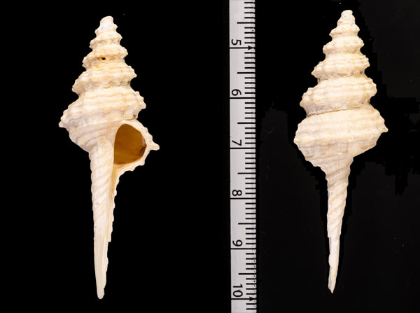 ジュリーイトグルマ Coluzea r010458 small
