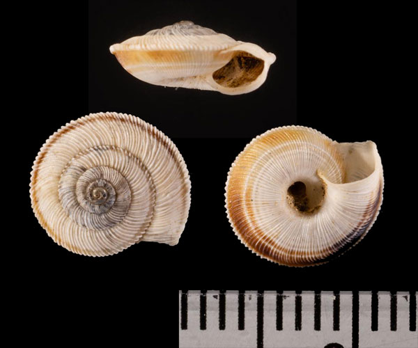 バルセロナコマイマイ (仮称) Xerocrassa r010463 small