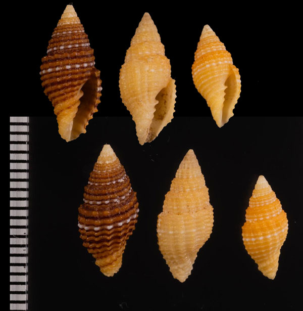 カバスジオトメ Pusia r010464 small