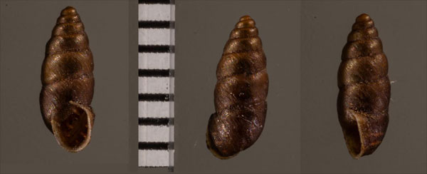 カラスムギサナギガイ Chondrina r010467 small