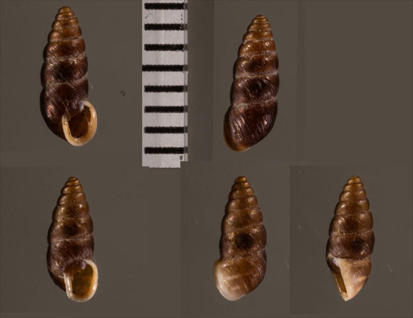 ピレネーカラスムギサナギガイ (仮称) Chondrina r010468 small