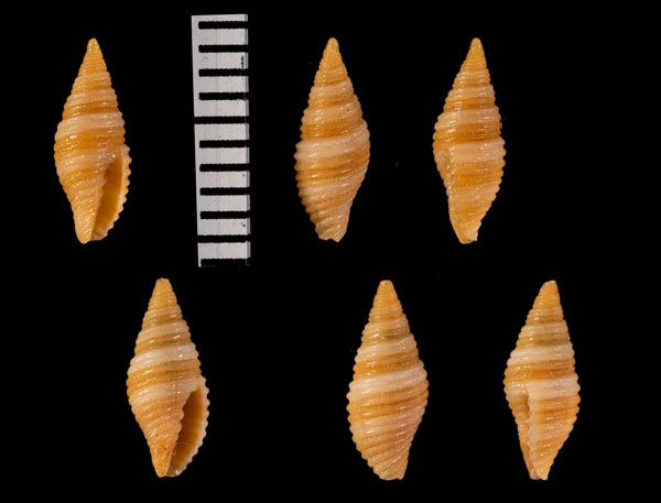 オースチンフデ Pseudonebularia r010470 small