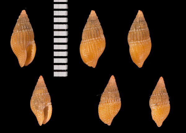 セネガルオレンジボサツ (仮称) Anachis r010472 small