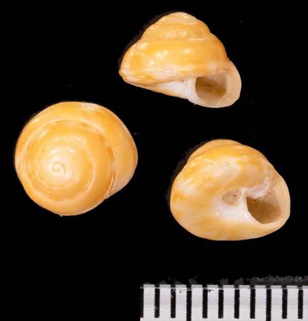 ハナグルマ Philippia r010473 small