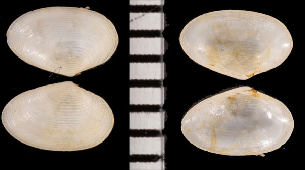 キカイヒメザラ Elliptotellina r010474 small