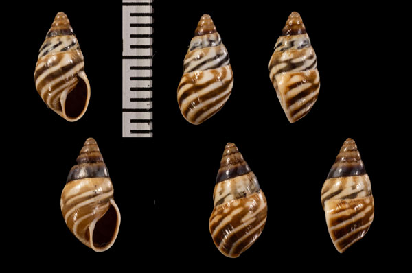 ソコトラシマキセルモドキ (仮称) Achatinelloides r010476 small
