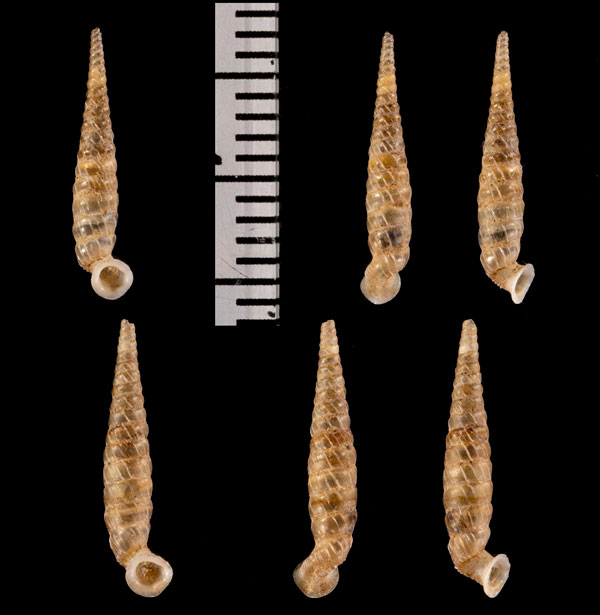 イトカケグアテマラパイプガイ (仮称) Brachypodella r010477 small