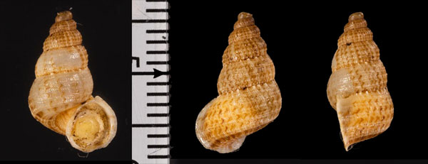 プエルトリコクチヒレ (仮称) Licina r010479 small