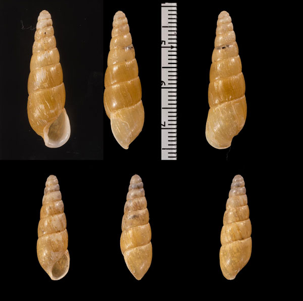 ヂクヨレガイの仲間 Tortaxis r010482 small