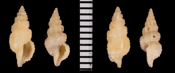 ユウガトゲコウシツブの仲間 未詳 Veprecula r010485 small
