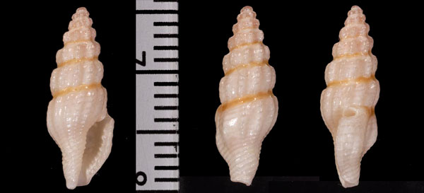 バライロフタナシシャジクの仲間 未詳 Lienardia r010486 small